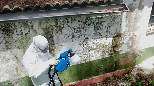 Trusted Black Mold Removal service in Exton, PA - Cheap Mold Removal